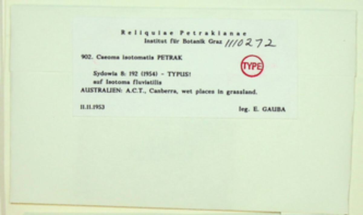 Caeoma isotomae image